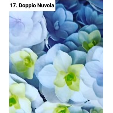 017. Гортензия крупнолистная Doppio Nuvola