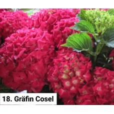 018. Гортензия крупнолистная Gräfin Cosel
