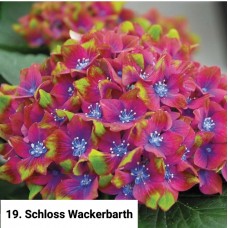 019. Гортензия крупнолистная Schloss Wackerbarth