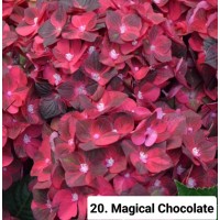 020. Гортензия крупнолистная Megical Chocolate