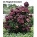020. Гортензия крупнолистная Megical Chocolate