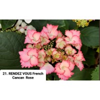 021. Гортензия крупнолистная RENDEZ VOUS French Cancan Rose