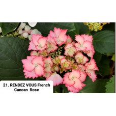 021. Гортензия крупнолистная RENDEZ VOUS French Cancan Rose