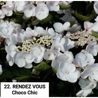 022. Гортензия крупнолистная RENDEZ VOUS Choco Chic 