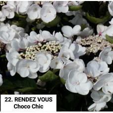 022. Гортензия крупнолистная RENDEZ VOUS Choco Chic 