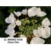 022. Гортензия крупнолистная RENDEZ VOUS Choco Chic 