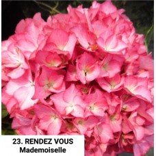 023. Гортензия крупнолистная RENDEZ VOUS Mademoiselle