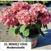 023. Гортензия крупнолистная RENDEZ VOUS Mademoiselle