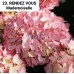 023. Гортензия крупнолистная RENDEZ VOUS Mademoiselle