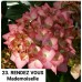 023. Гортензия крупнолистная RENDEZ VOUS Mademoiselle