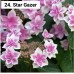024. Гортензия крупнолистная Star Gazer