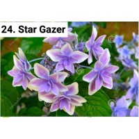 024. Гортензия крупнолистная Star Gazer