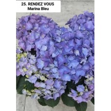 025. Гортензия крупнолистная RENDEZ VOUS Marina Bleu