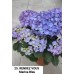 025. Гортензия крупнолистная RENDEZ VOUS Marina Bleu