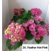 026. Гортензия крупнолистная Feather Hot Pink 