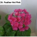 026. Гортензия крупнолистная Feather Hot Pink 