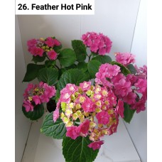 026. Гортензия крупнолистная Feather Hot Pink 