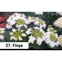 027. Гортензия крупнолистная Finya