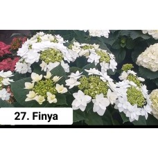 027. Гортензия крупнолистная Finya