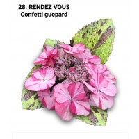 028. Гортензия крупнолистная RENDEZ VOUS Confetti guepard
