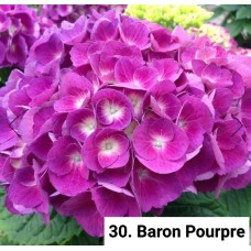 030. Гортензия крупнолистная Baron Pourpre