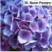030. Гортензия крупнолистная Baron Pourpre