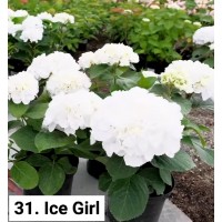 031. Гортензия крупнолистная Ice Girl