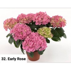 032. Гортензия крупнолистная Early Rose