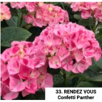 033. Гортензия крупнолистная RENDEZ VOUS Confetti Panther