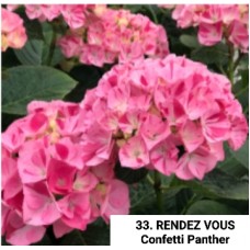 033. Гортензия крупнолистная RENDEZ VOUS Confetti Panther