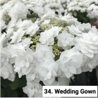 034. Гортензия крупнолистная Wedding Gown 