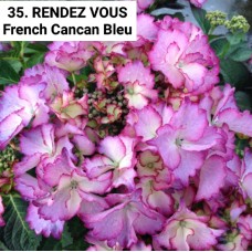 035. Гортензия крупнолистная RENDEZ VOUS French Cancan Bleu