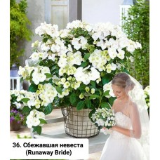 036. Гортензия крупнолистная Runaway Bride (Сбежавшая невеста)
