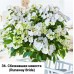 036. Гортензия крупнолистная Runaway Bride (Сбежавшая невеста)