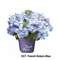 037. Гортензия крупнолистная French Bolero Blue (Френч Болеро Блю)