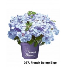 037. Гортензия крупнолистная French Bolero Blue (Френч Болеро Блю)