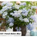 037. Гортензия крупнолистная French Bolero Blue (Френч Болеро Блю)