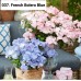 037. Гортензия крупнолистная French Bolero Blue (Френч Болеро Блю)