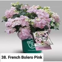 038. Гортензия крупнолистная French Bolero Pink