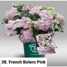 038. Гортензия крупнолистная French Bolero Pink