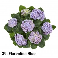 039. Гортензия крупнолистная Florentina Blue