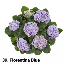 039. Гортензия крупнолистная Florentina Blue