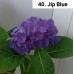 040. Гортензия крупнолистная Jip Blue