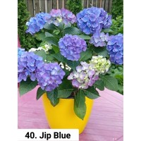 040. Гортензия крупнолистная Jip Blue