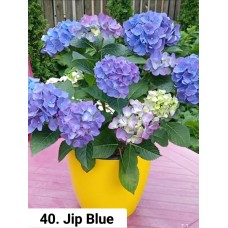 040. Гортензия крупнолистная Jip Blue