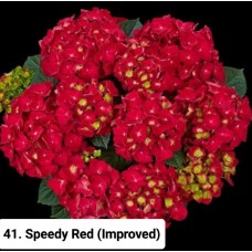 041. Гортензия крупнолистная Speedy Red (Improved)