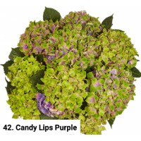 042. Гортензия крупнолистная Candy Lips Purple