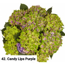 042. Гортензия крупнолистная Candy Lips Purple