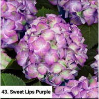 043. Гортензия крупнолистная Sweet Lips Purple