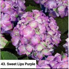 043. Гортензия крупнолистная Sweet Lips Purple